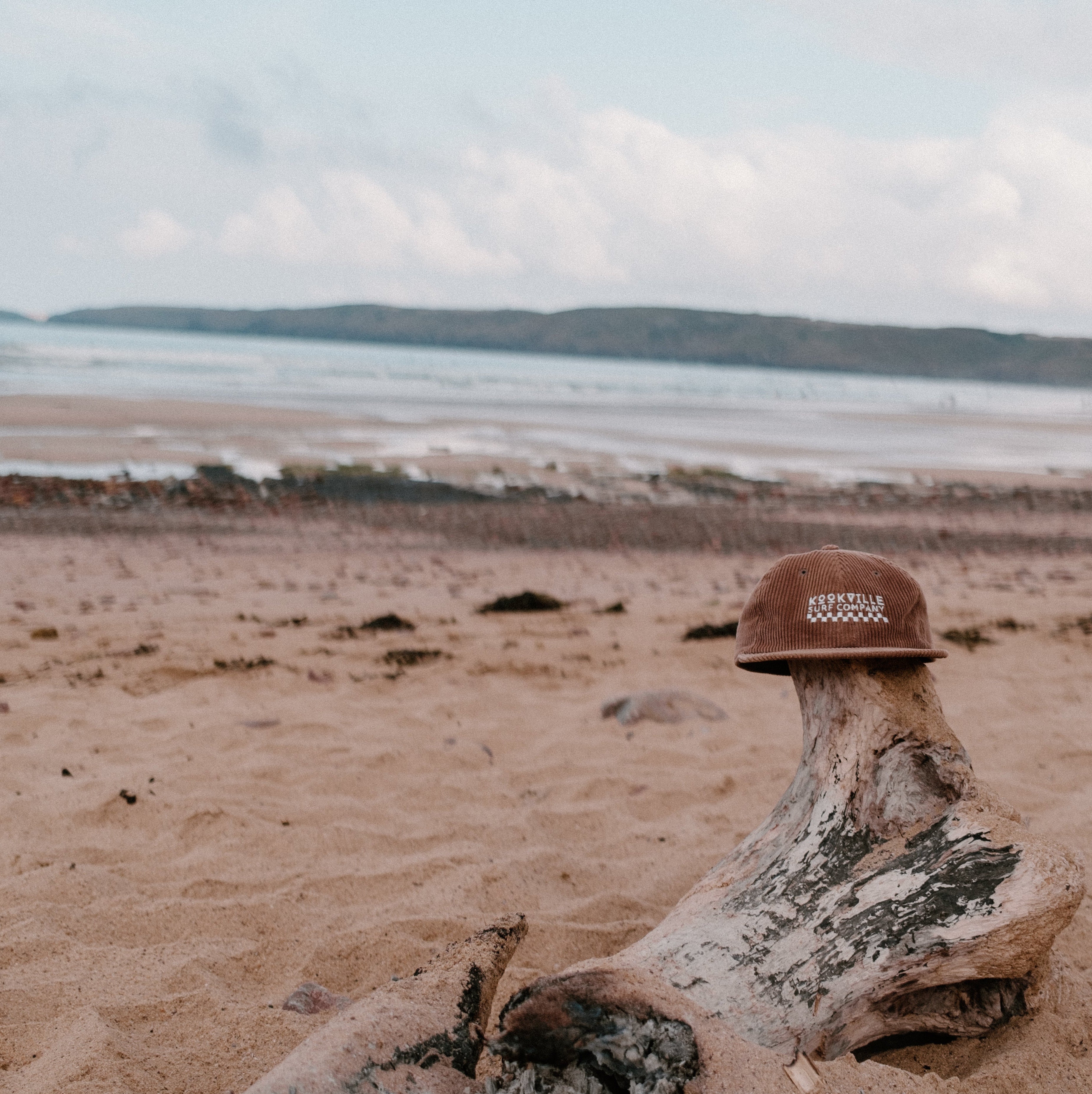 Brown cap on a log on a sandy beach with water and sky in the background